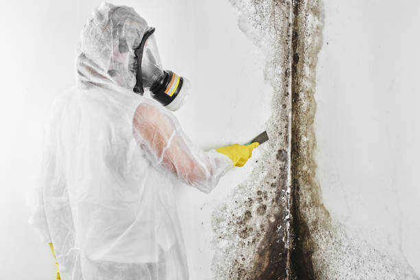 Best Mold Damage Repair  in Pulaski, NY