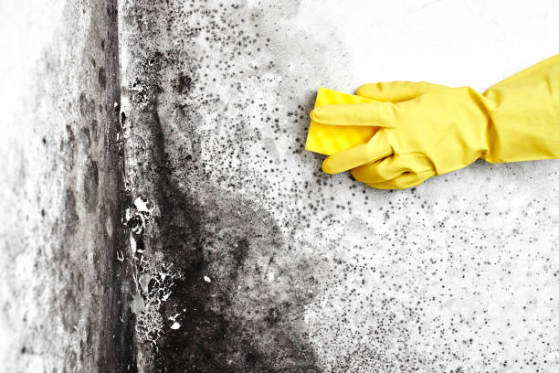 Best Mold Removal Process  in Pulaski, NY