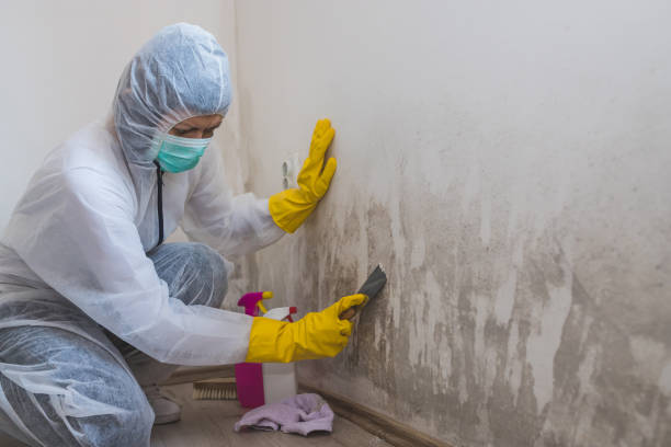 Attic Mold Removal