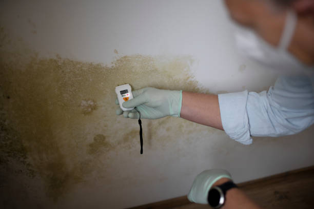 Best Mold Remediation Experts  in Pulaski, NY