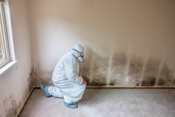 Best Mold Remediation  in Pulaski, NY